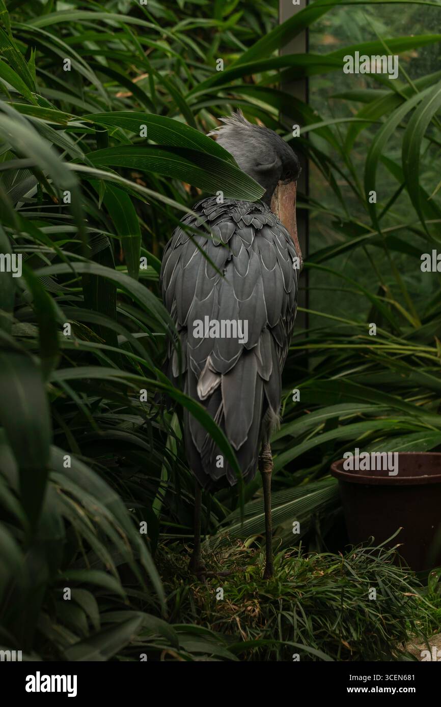 Shoebill Stork Balaeniceps rex steht inmitten tropischer Vegetation, Nahaufnahme eines Tierfotos von seltenen afrikanischen Vögeln mit grauen Federn und langen Beinen Stockfoto