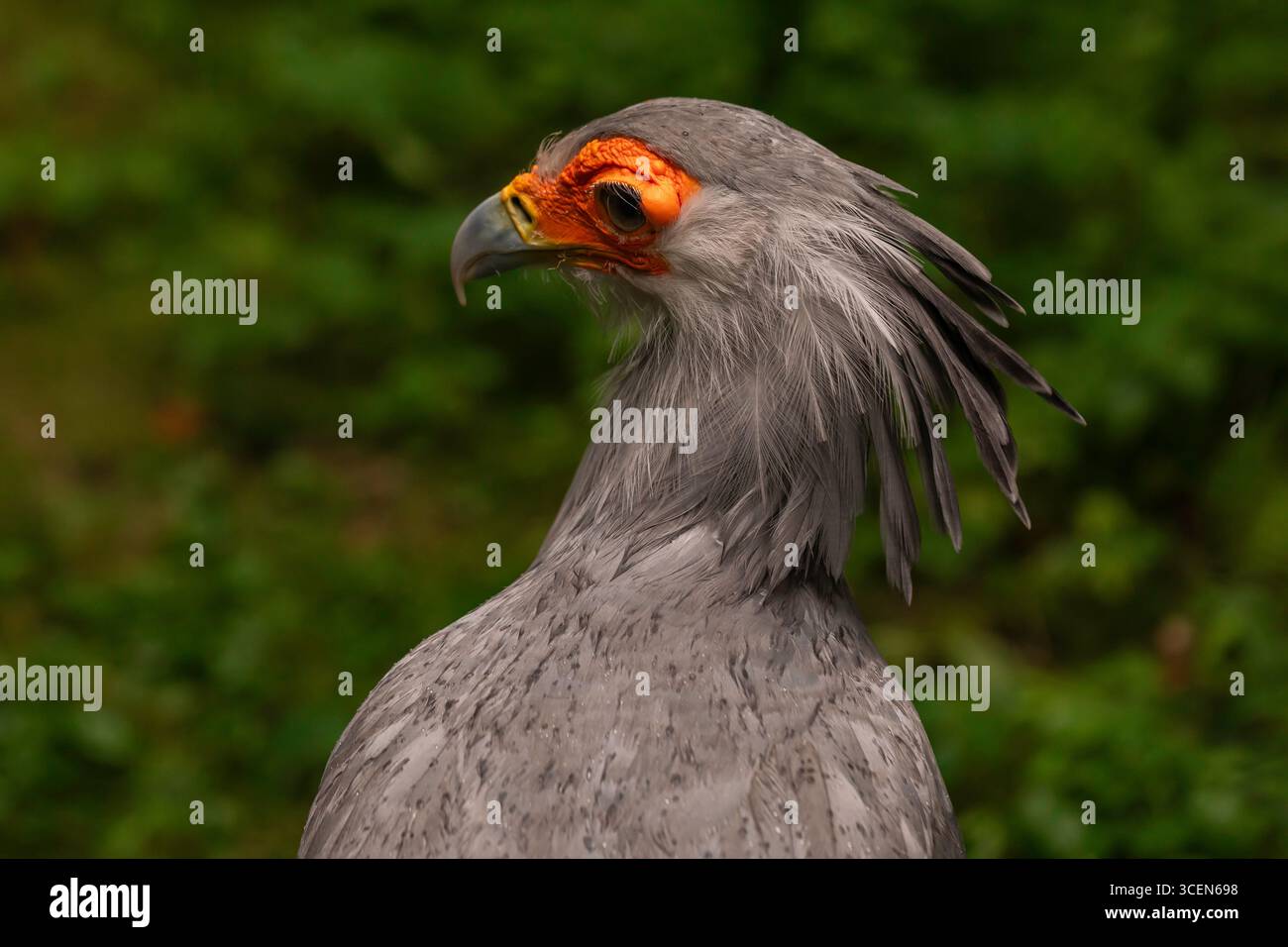 Makroporträt des Sekretärs Vogel Sagittarius serpentarius mit orangefarbenem Gesicht, hakenförmigem Schnabel und Wappenfedern vor grünem natürlichem Hintergrund Stockfoto
