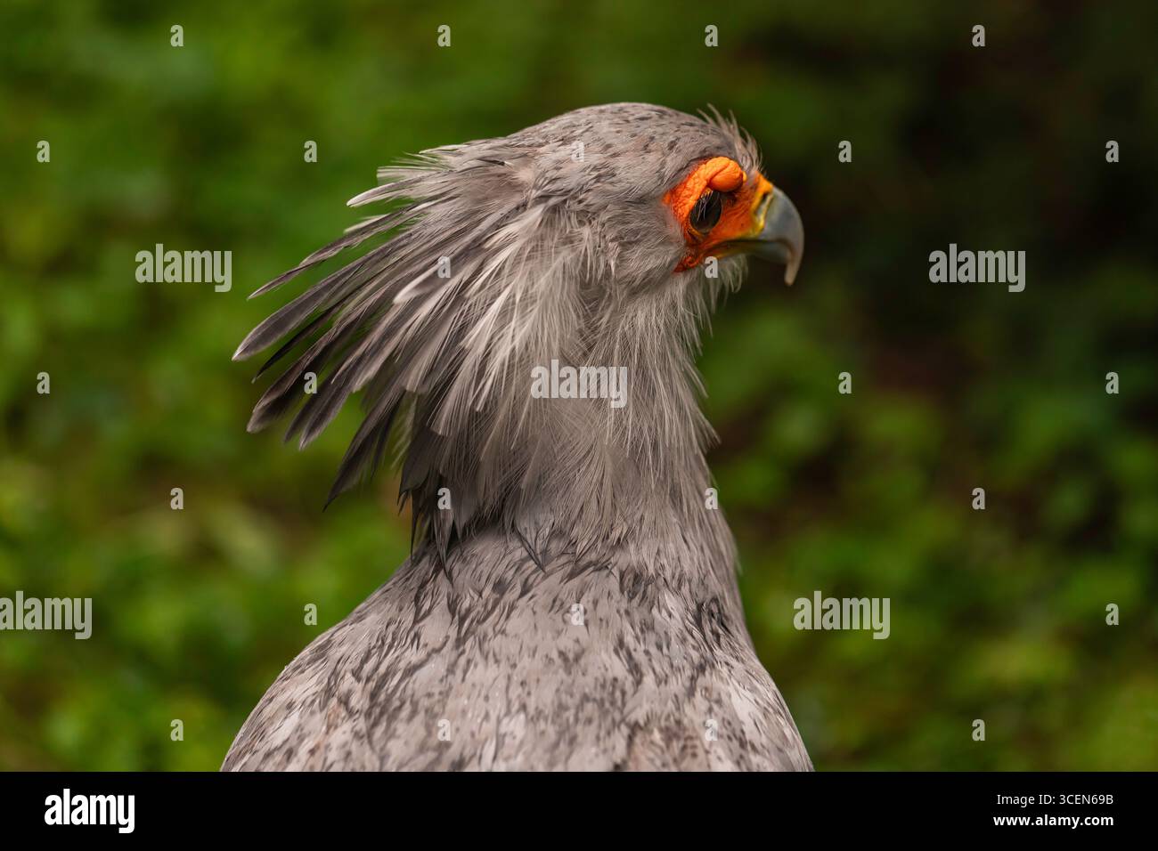 Nahaufnahme des Seitenprofils von Secretary Bird Sagittarius serpentarius mit orangefarbenem Gesicht, Wappenfedern und scharfem Schnabel vor grünem natürlichem Hintergrund Stockfoto