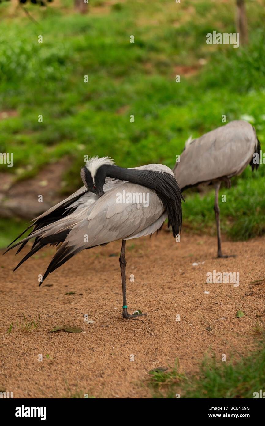 Zwei Demoiselle Cranes Anthropoides virgo auf sandigem Boden im Freien, eine Preening-Federn und einer auf einem Bein, natürlicher grüner Hintergrund Stockfoto