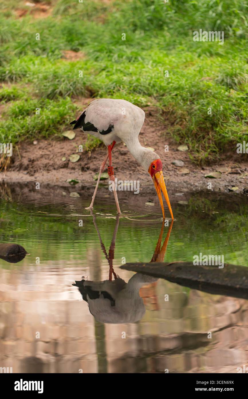 Gelbschnabelstorch Mycteria ibis trinkt im flachen Teich mit Reflexion, afrikanischer Watvogel mit orangefarbenem Schnabel und rotem Gesicht im Feuchtgebiet Stockfoto