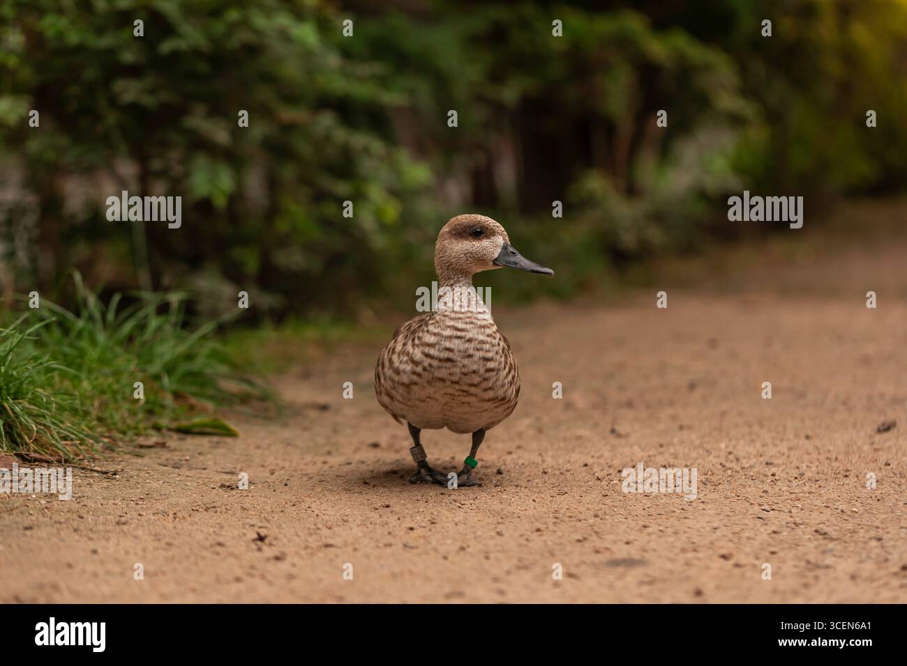 Ringed Teal Callonetta leucophrys kleine südamerikanische Ente, die auf unbefestigtem Pfad mit verschwommenem grünem Laub steht und bei natürlichem Tageslicht ein Wildtierfoto zeigt Stockfoto