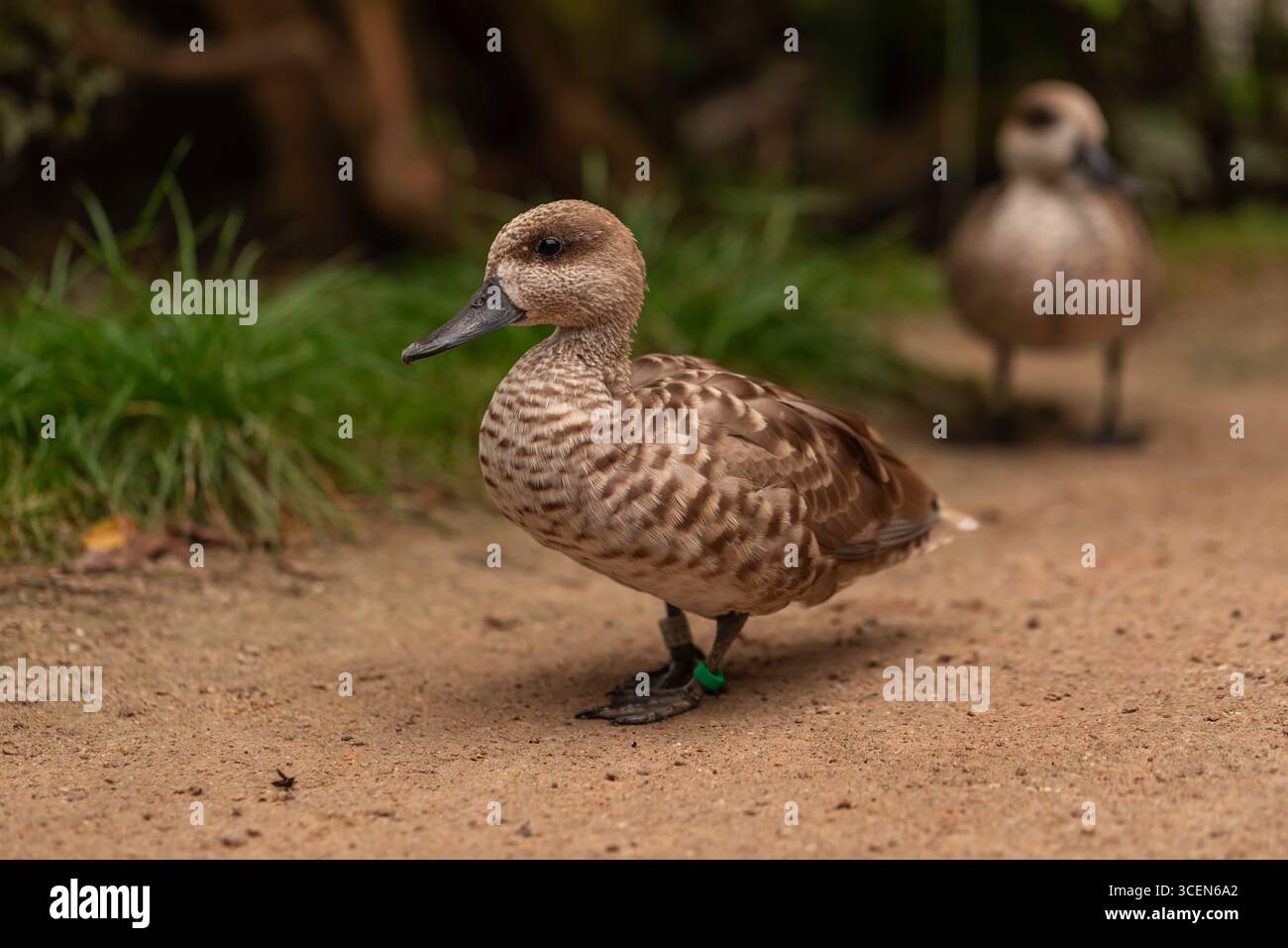 Hottentot Teal Spatula Hottentota afrikanische Ente, die auf sandigen Pfaden mit verschwommenem grünem Gras steht und bei natürlichem Tageslicht Wildtiere fotografiert Stockfoto