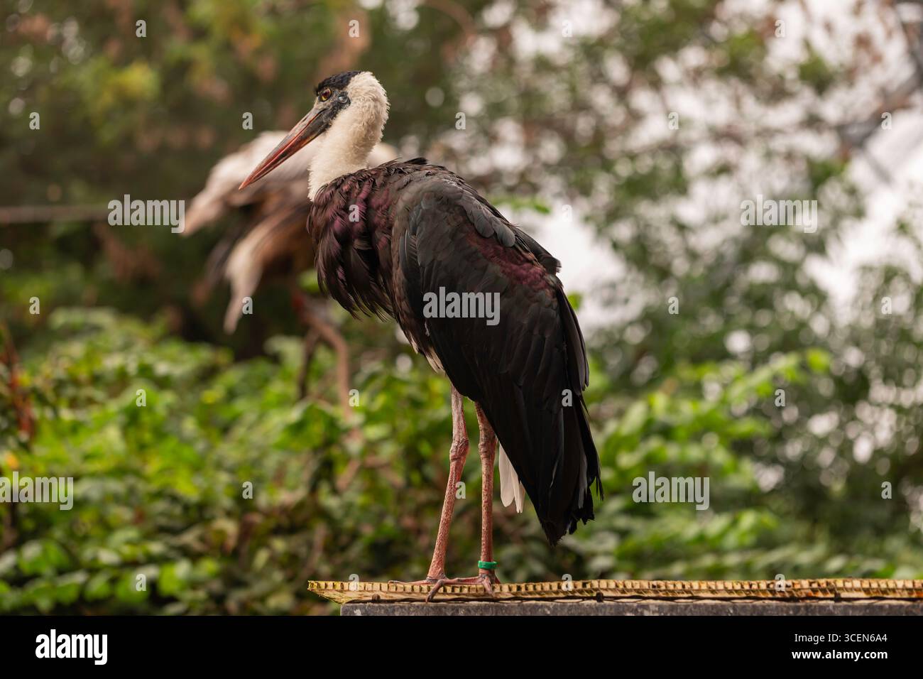 Abdimstorch Ciconia abdimii afrikanischer Storch mit schwarzem Gefieder und weißer Brust, der draußen auf Barsch mit natürlichem grünem Laubhintergrund steht Stockfoto