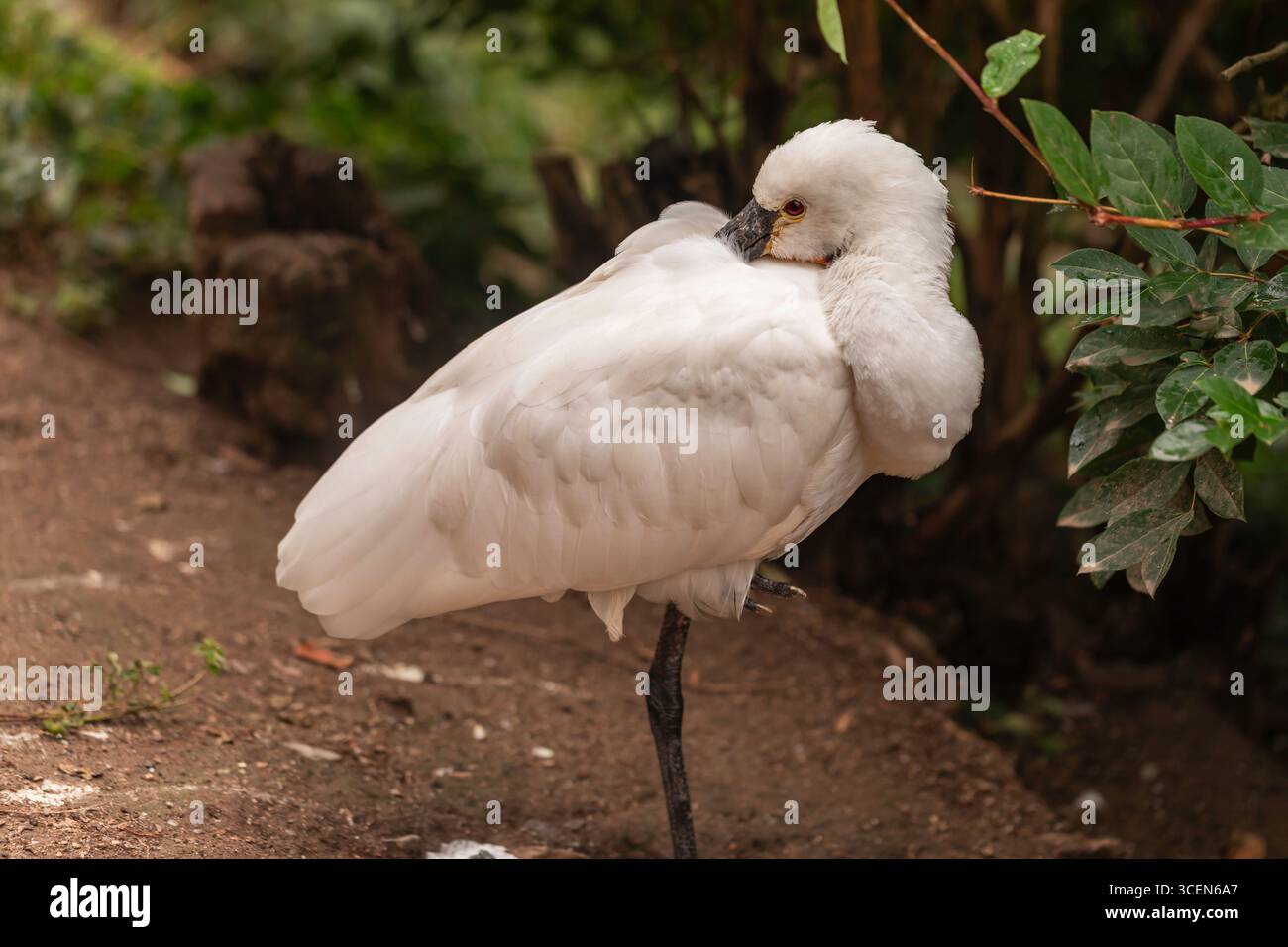 Afrikanischer Löffelschnabel Platalea alba Weißer Watvogel auf einem Bein mit Kopf in Federn in einem natürlichen Lebensraum im Freien mit grünem Laub Stockfoto