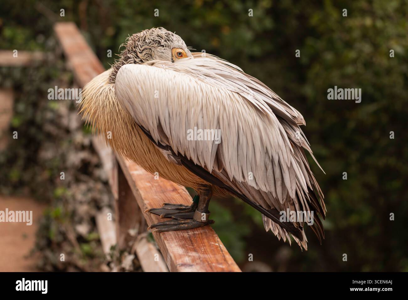 Dalmatinischer Pelican Pelecanus crispus auf Holzgeländer, die mit gefalteten Flügeln und orangen Augen mit detailliertem Gefieder in der Natur aufliegen Stockfoto