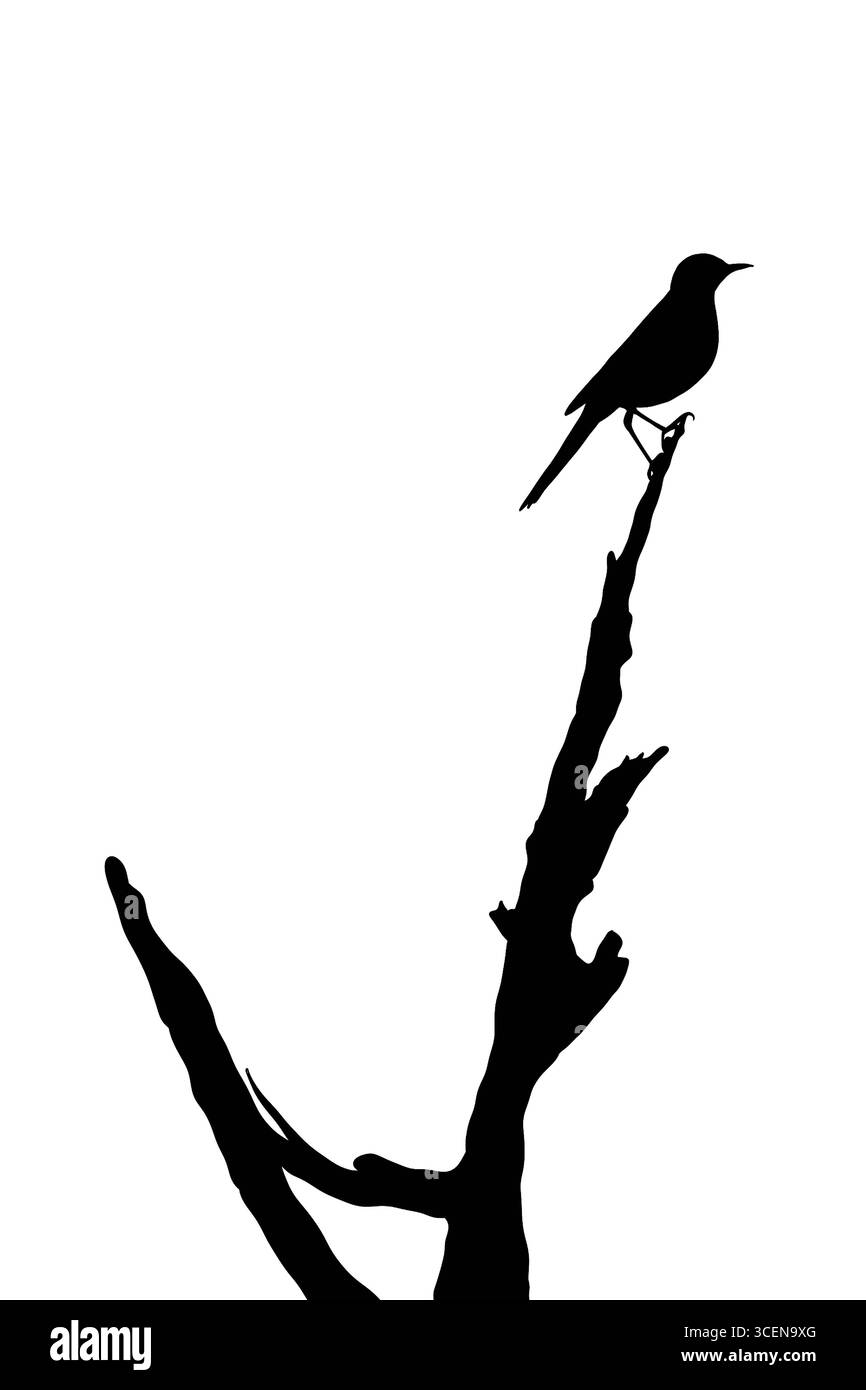Eine kleine Vogelsilhouette thront zart auf einem schlichten, blattlosen Zweig vor einem hellen weißen Hintergrund, schlicht und doch eindrucksvoll Stock Vektor