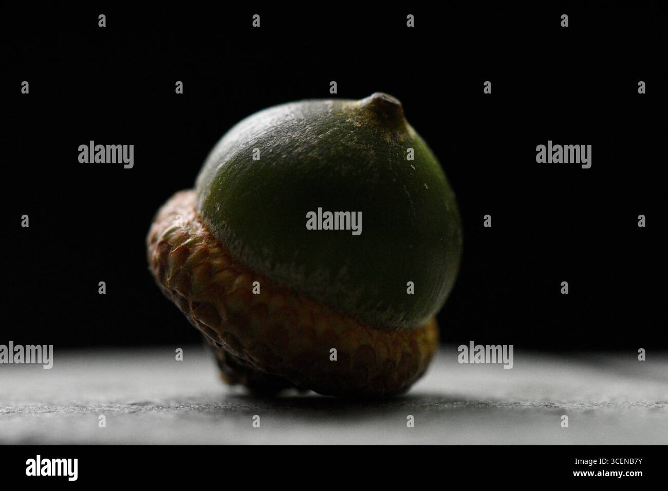 Nahaufnahme einer grünen Eichel auf seiner Kupule, isoliert vor dunklem Hintergrund. Minimalistische Natur-Makrofotografie. Stockfoto