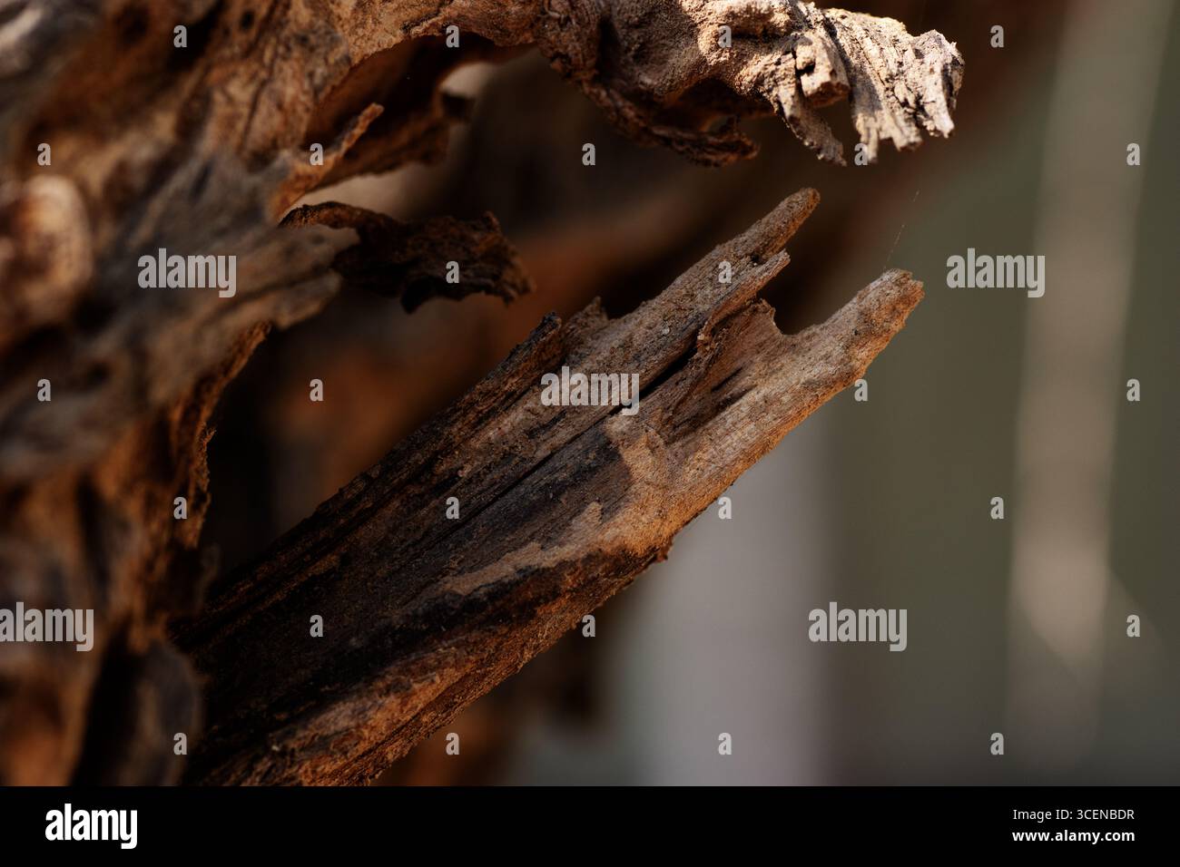 Nahaufnahme eines gebrochenen trockenen Holzzweigs, isoliert auf natürlichem Hintergrund Stockfoto