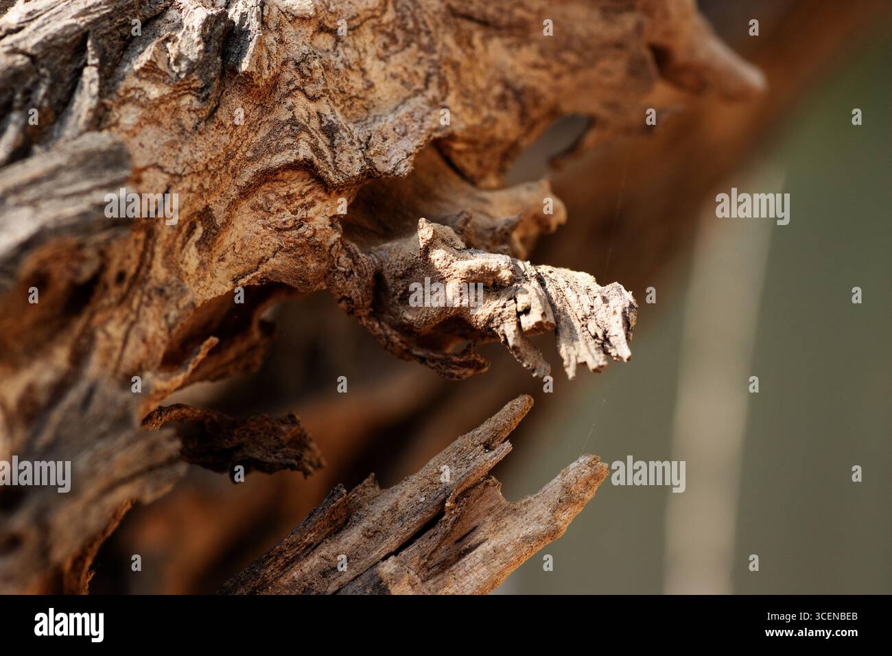 Nahaufnahme eines gebrochenen trockenen Holzzweigs, isoliert auf natürlichem Hintergrund Stockfoto