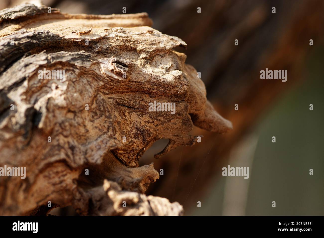 Nahaufnahme eines gebrochenen trockenen Holzzweigs, isoliert auf natürlichem Hintergrund Stockfoto