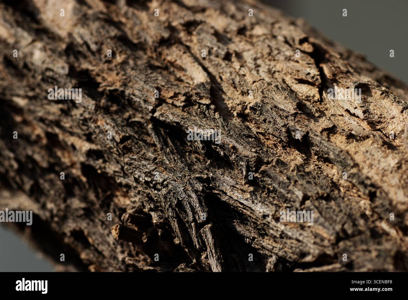 Nahaufnahme eines gebrochenen trockenen Holzzweigs, isoliert auf natürlichem Hintergrund Stockfoto