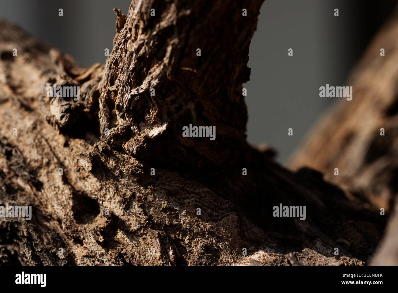 Nahaufnahme eines gebrochenen trockenen Holzzweigs, isoliert auf natürlichem Hintergrund Stockfoto