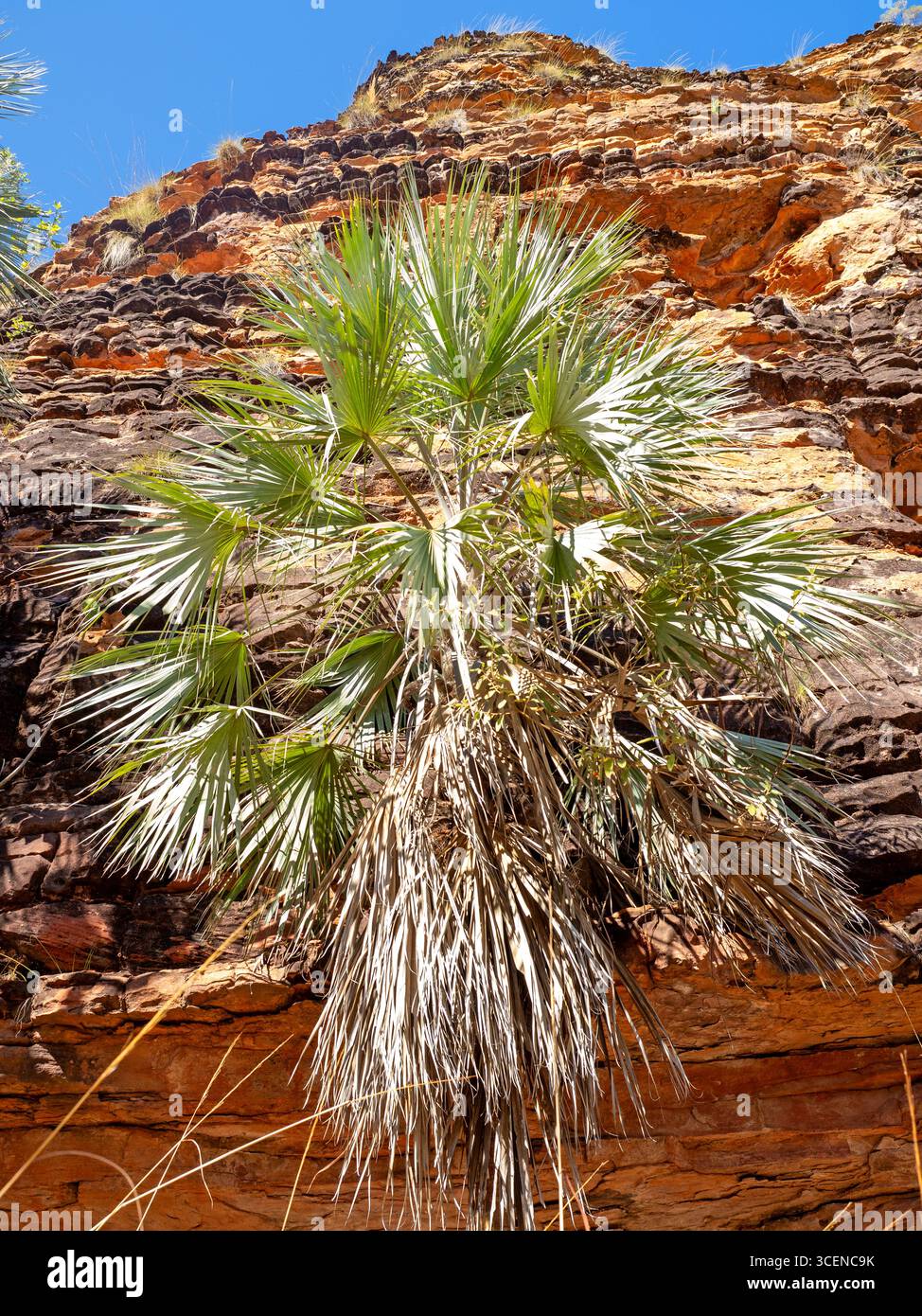 Victoria River Fächerpalme (Livistona victoriae) wächst neben den Sandsteinkuppeln des Keep River National Park Stockfoto