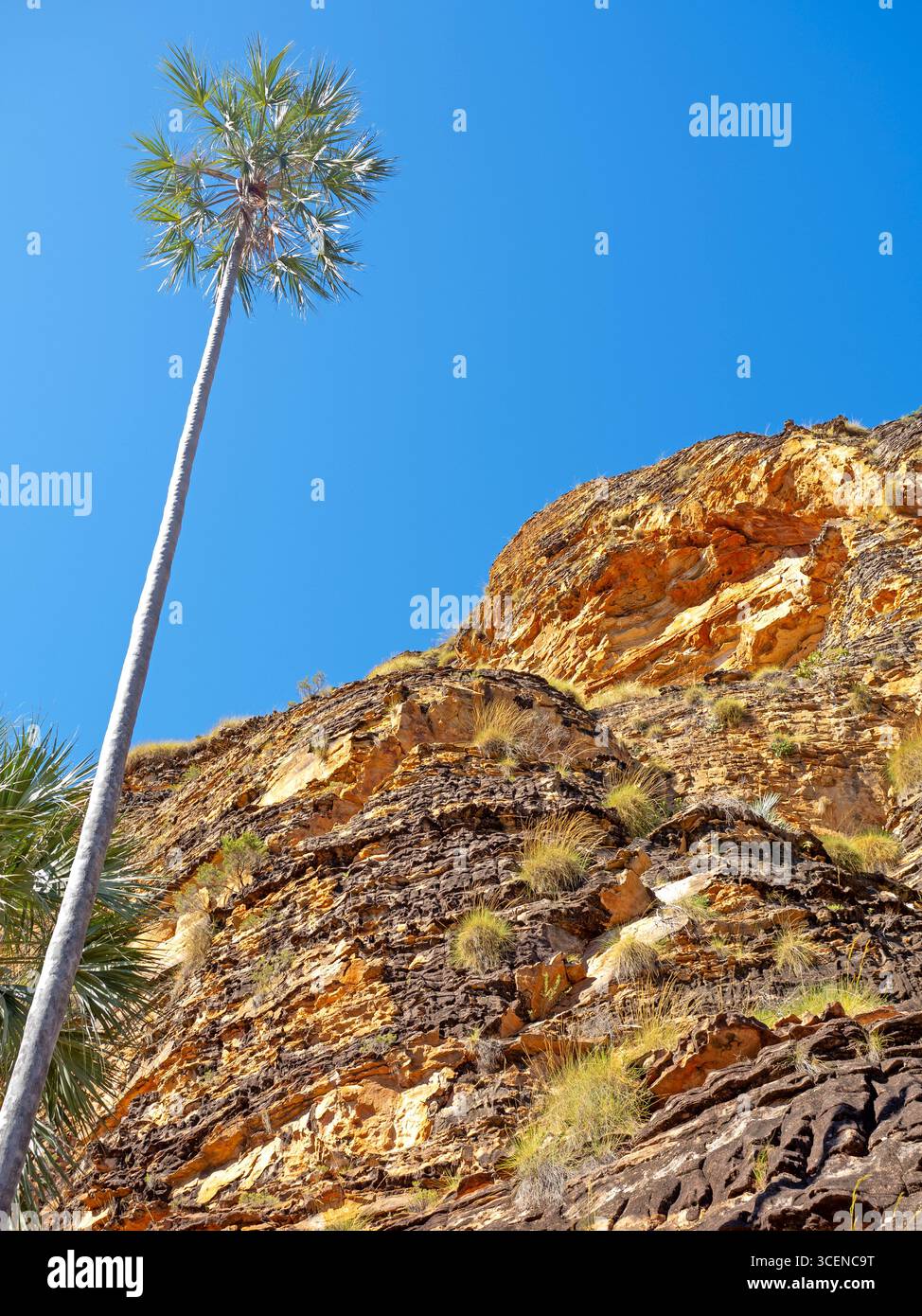 Victoria River Fächerpalme (Livistona victoriae) wächst neben den Sandsteinkuppeln des Keep River National Park Stockfoto