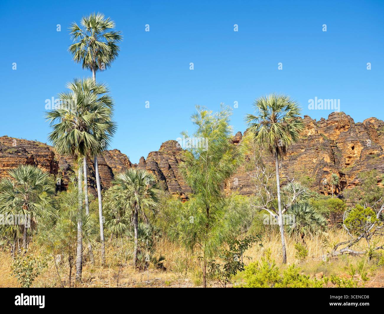 Fächerpalmen am Victoria River (Livistona victoriae) wachsen neben den Sandsteinkuppeln des Keep River National Park Stockfoto