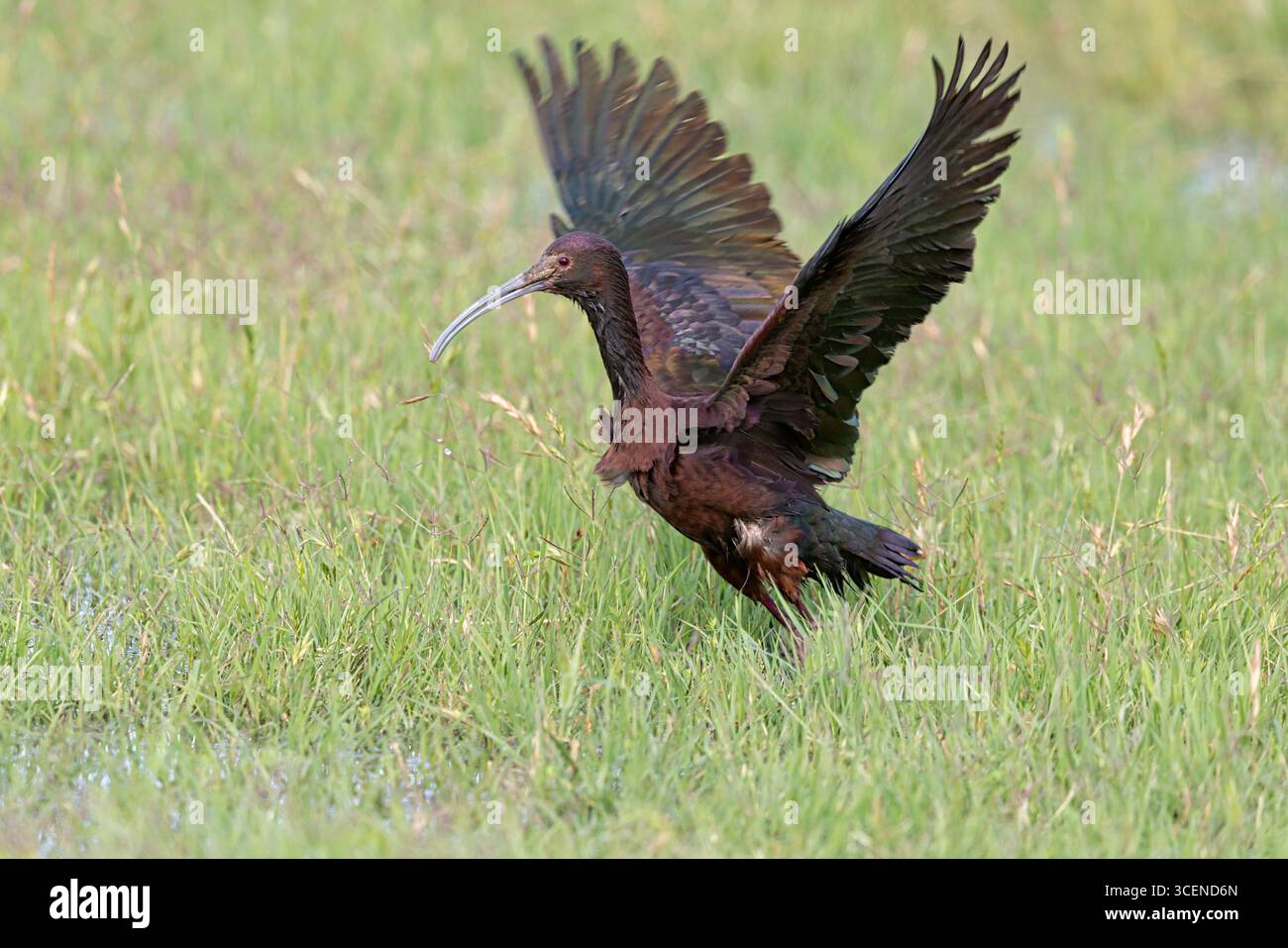 Weißes Ibis, Gila River Bottom, Arizona, USA, April 2025 Stockfoto