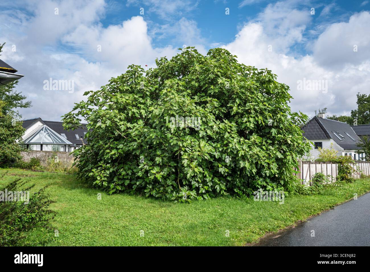 Ein lebhafter grüner Feigenbaum steht in einem gepflegten Vorstadtgarten. Benachbarte Häuser verbessern die Umgebung mit einem hellen, bewölkten Himmel Stockfoto