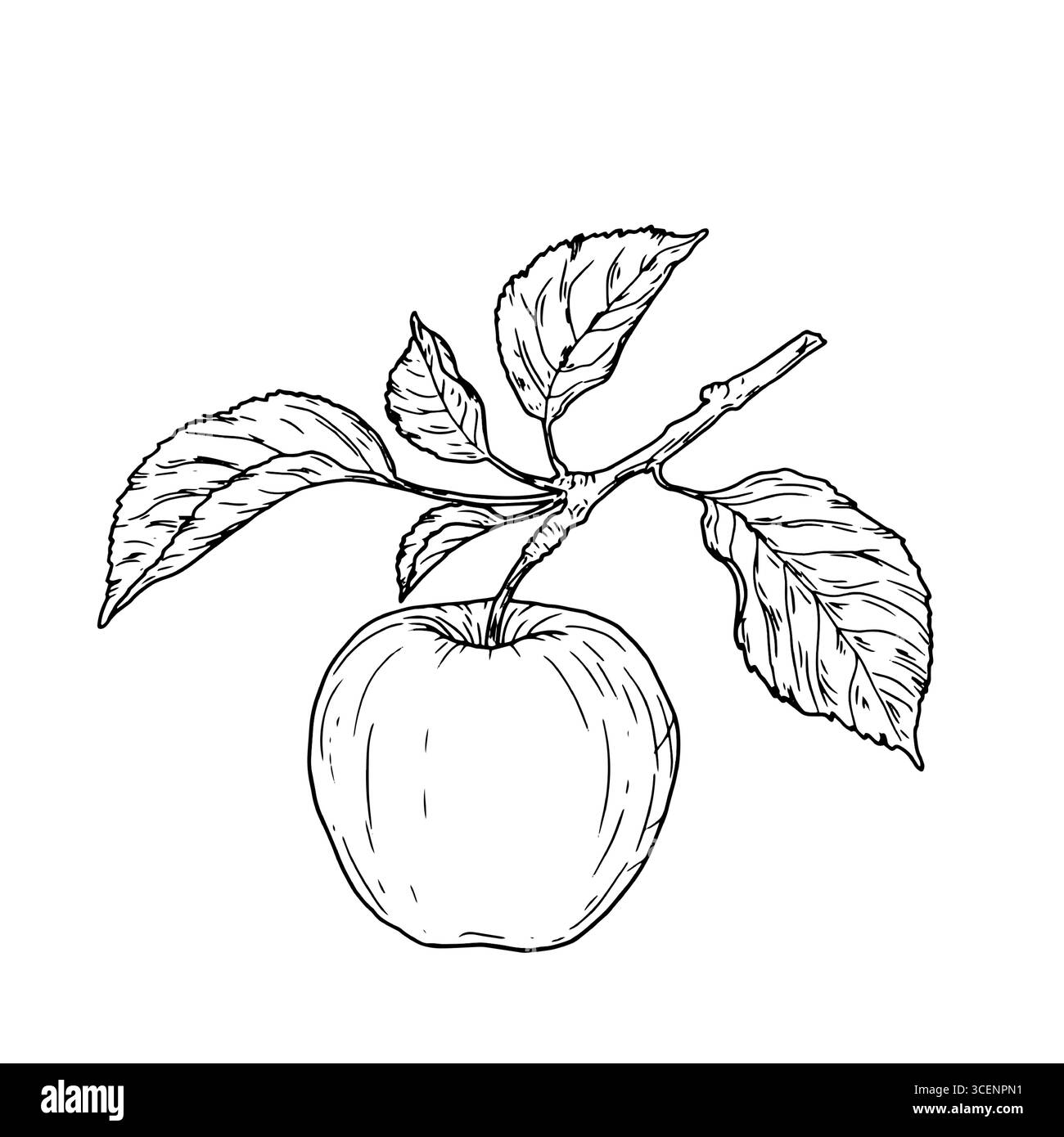 Äpfel auf einem Zweig mit Blättern, schwarz-weiße Skizze. Vektorabbildung. Gartenfrüchte auf einem Ast eines Apfelbaums, eine Reihe von Silhouetten isoliert auf weiß Stock Vektor