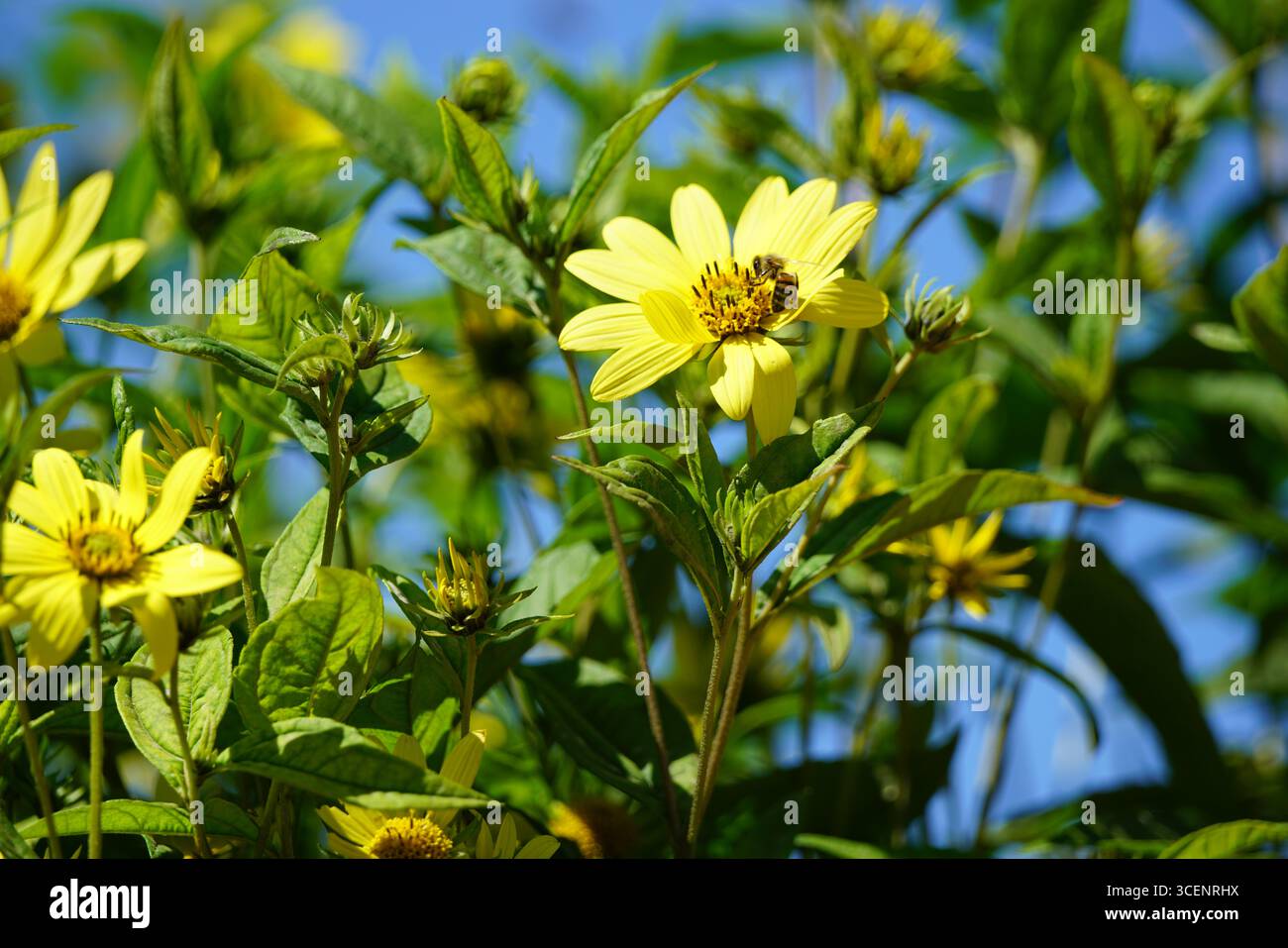 Leuchtend gelbe Blumen mit Biene in einem sonnigen Garten. Oxford, England Stockfoto