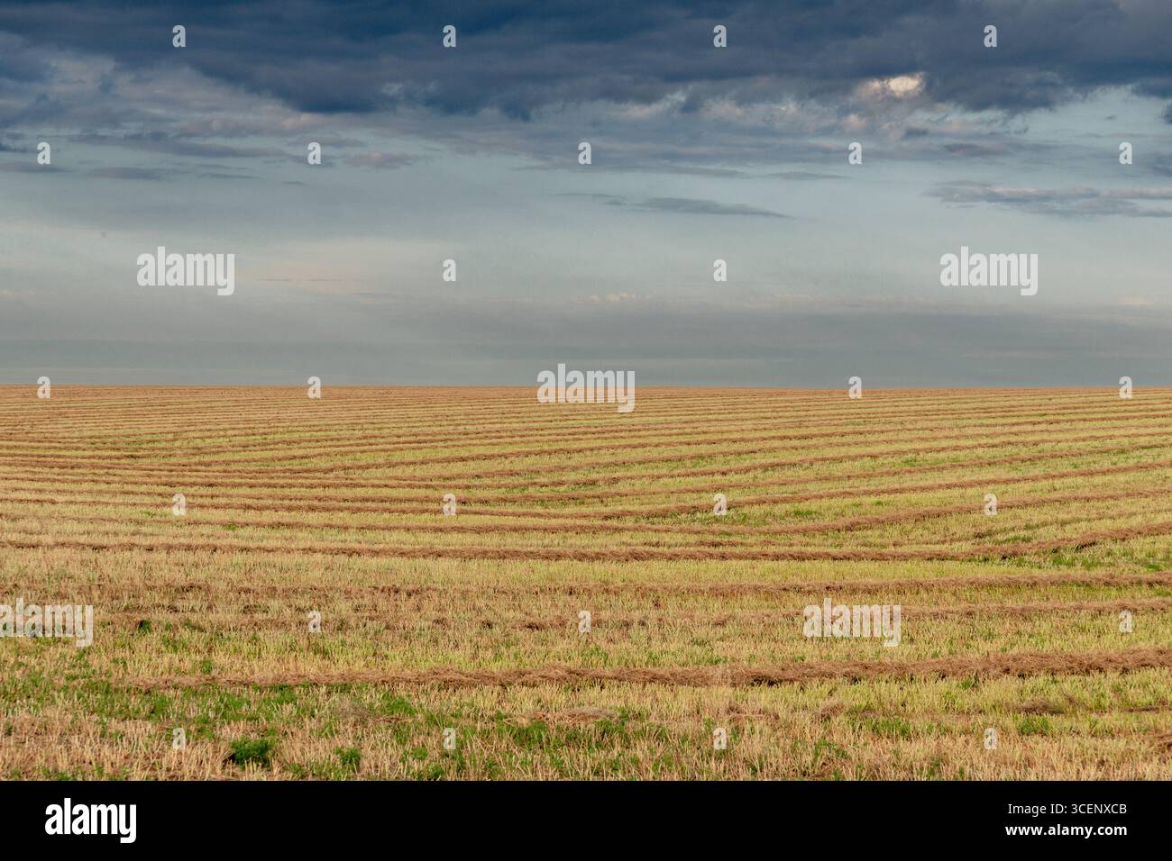 Ein rollendes, frisch geerntetes Weizenfeld unter einem dramatischen bewölkten Himmel, das ländliche Ackerland mit goldenen Pflanzen und stimmungsvollen Wolken zeigt. Stockfoto