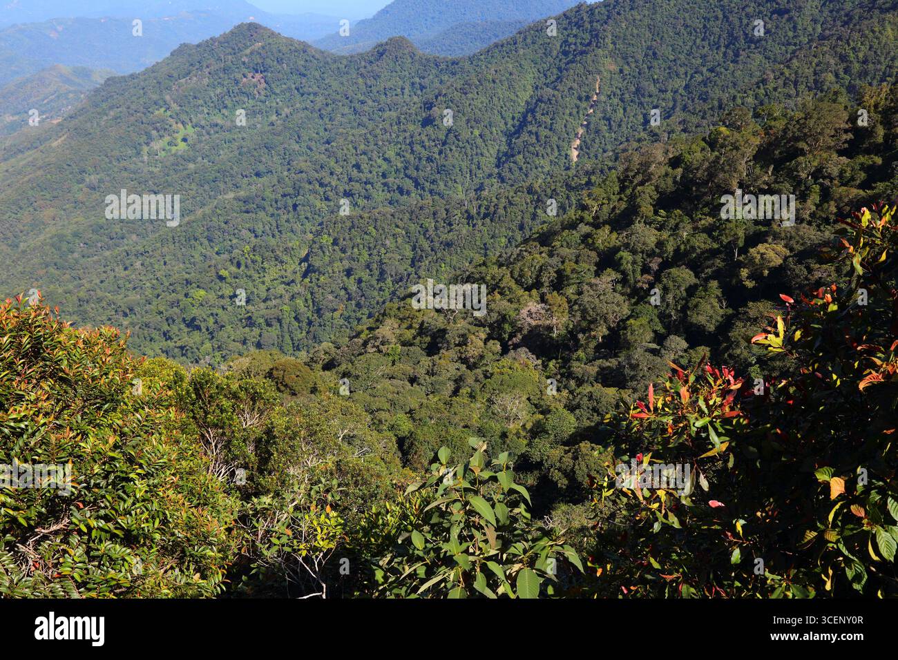 Borneo Natur. Mit Regenwald bedeckte Hügel im Kinabalu Park im Bundesstaat Sabah in Malaysia. Stockfoto