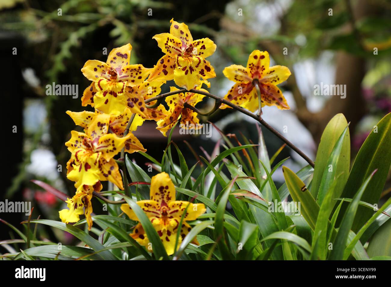 Oncidium altissimum - Wydlers Orchideenart. Gärten an der Bucht in Singapur. Stockfoto