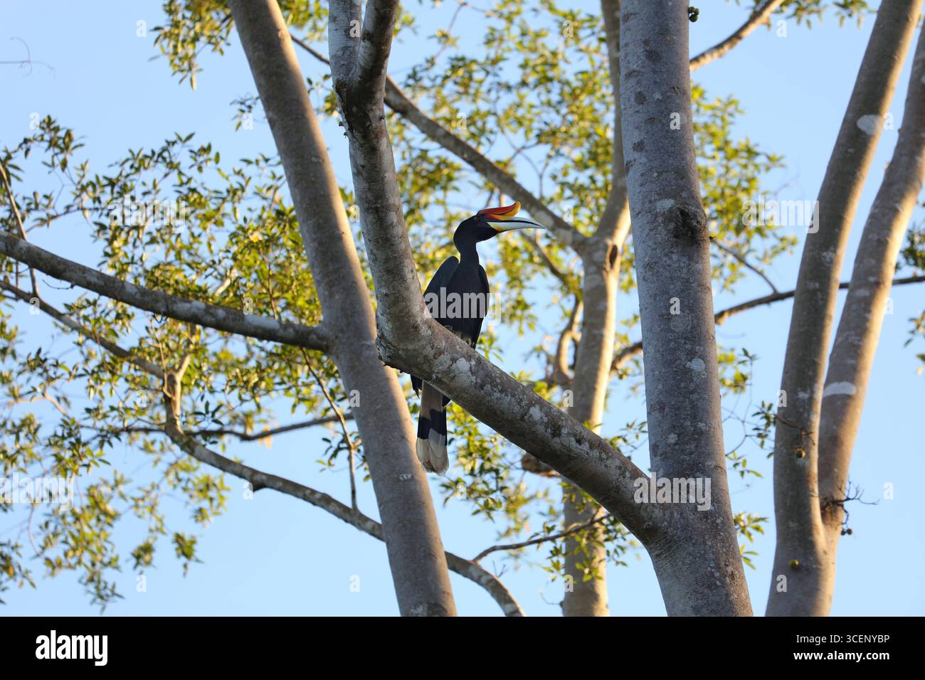 Tierwelt von Borneo. Nashornschnabel (Buceros Rhinoceros), Vogelart des Kinabatangan Flusses in Sukau, Nordosten Sabah auf Borneo, Malaien Stockfoto