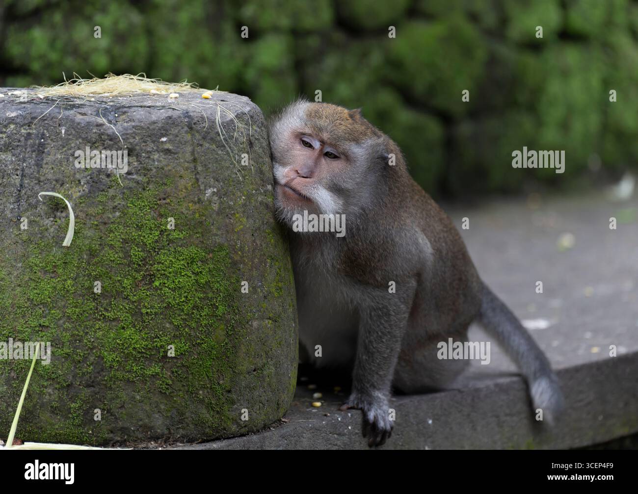 Monkey Forest in Ubud, Bali Stockfoto