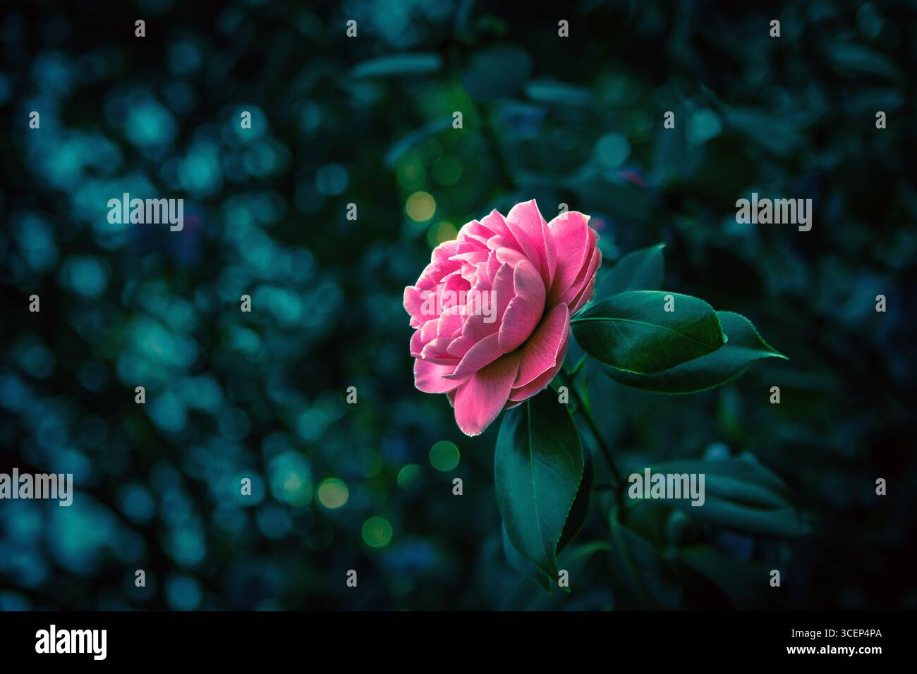 Rosafarbene Kamelie Japonica Blüte auf der Pflanze über den Blättern mit einem schönen dunklen Bokeh Hintergrund in warmen Farben am Monte do Castro in Vigo Stockfoto