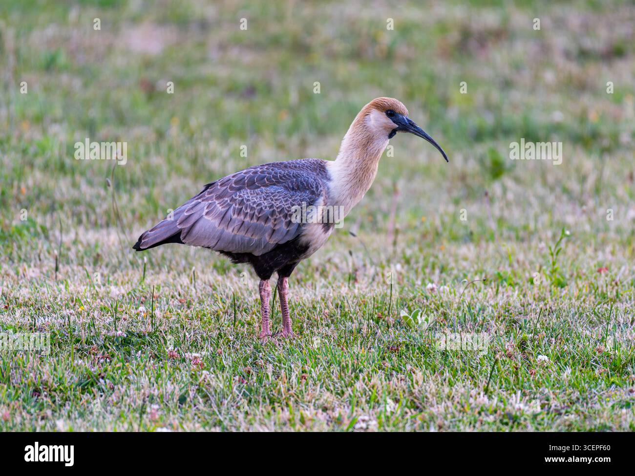 Schwarz gesäumter Ibis auf einer Wiese, Patagonien, Argentinien Stockfoto