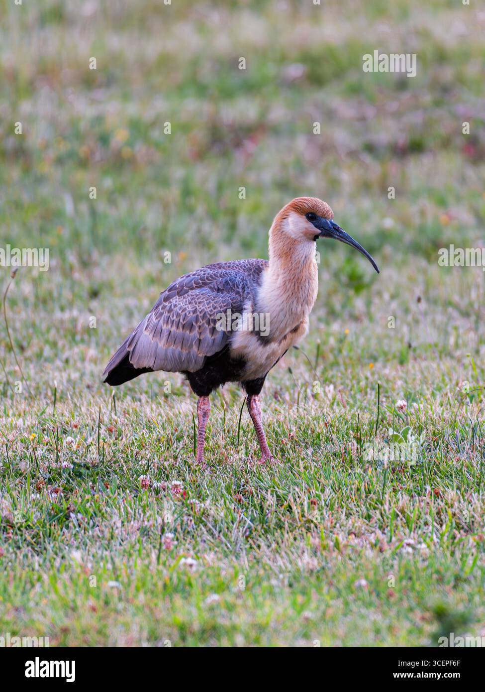 Schwarz gesäumter Ibis auf einer Wiese, Patagonien, Argentinien Stockfoto