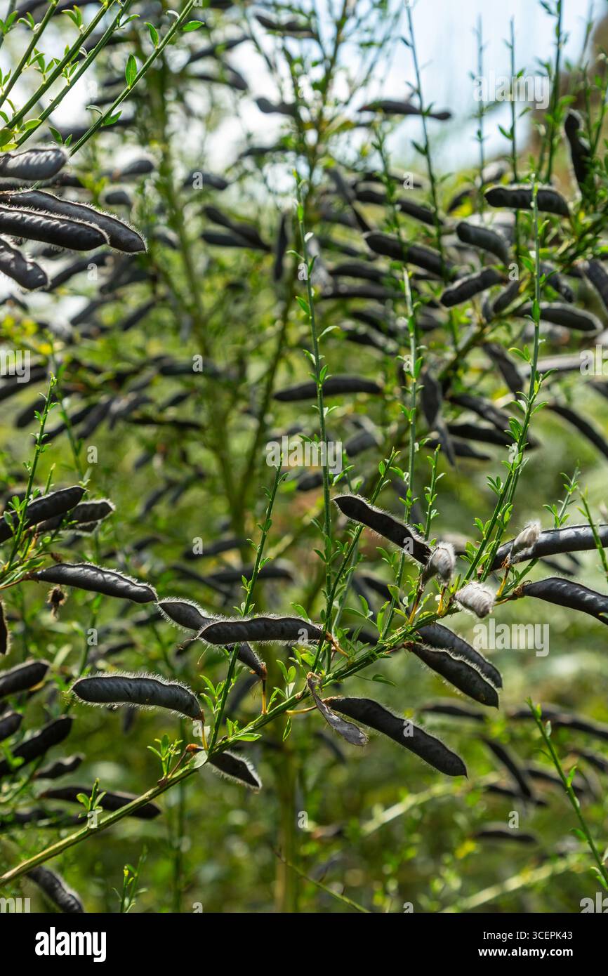Cytisus scoparius, die Ginster- oder Scotch-Besen-Samenkapseln Schottland, Vereinigtes Königreich Stockfoto