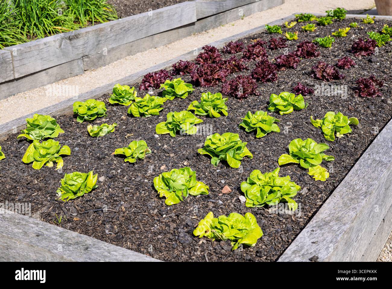 Reihen grüner und roter Salate, die in Hochgartenbeeten wachsen. Stockfoto