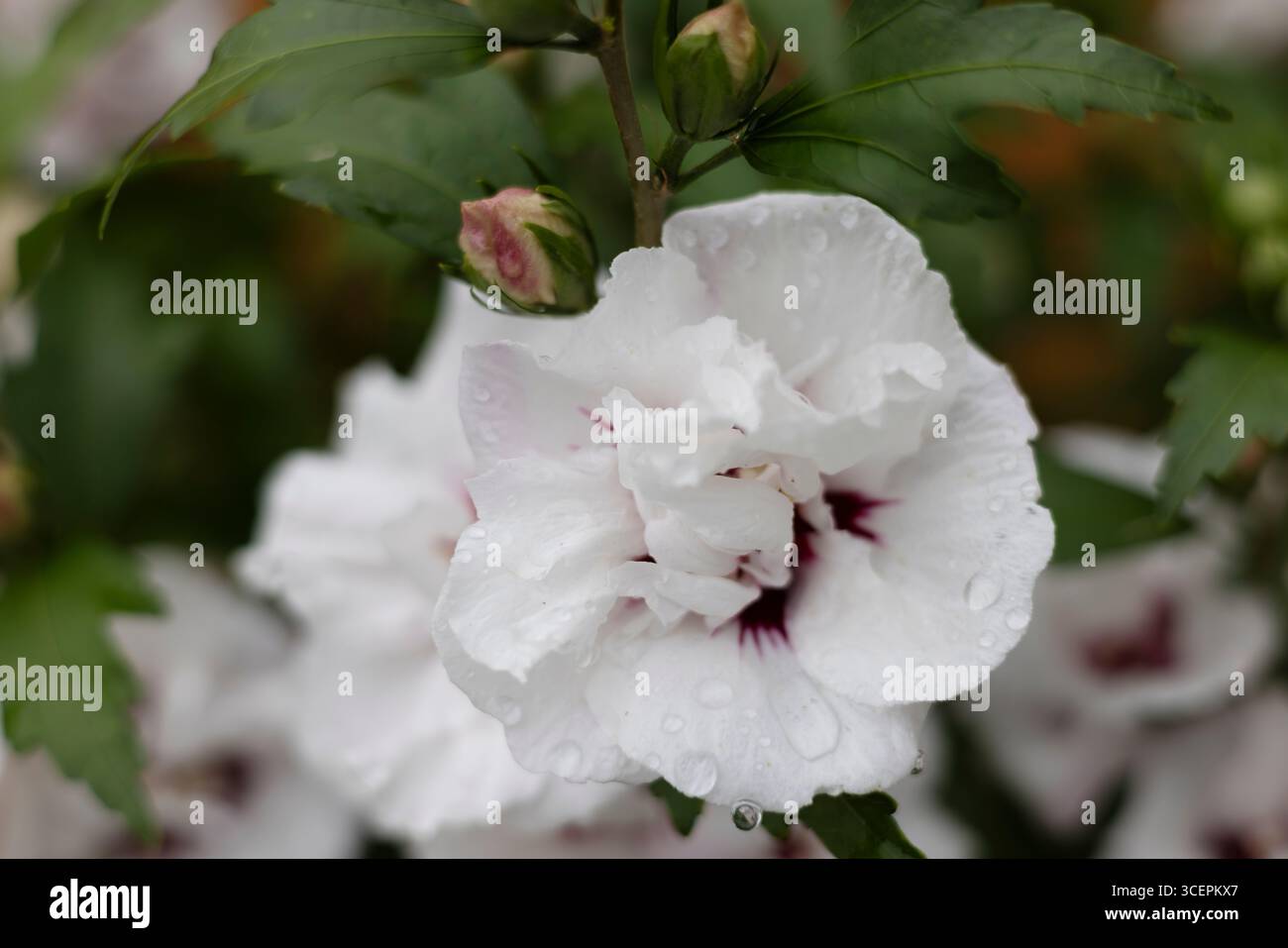 Weiße und violette Blüten von Hibiscus syriacus Speciosus - Doppeleisrose von Sharon Nahaufnahme in einem Garten. Stockfoto
