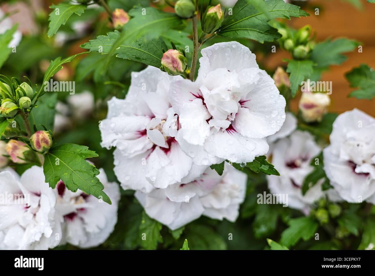 Weiße und violette Blüten von Hibiscus syriacus Speciosus - Doppeleisrose von Sharon Nahaufnahme in einem Garten. Stockfoto