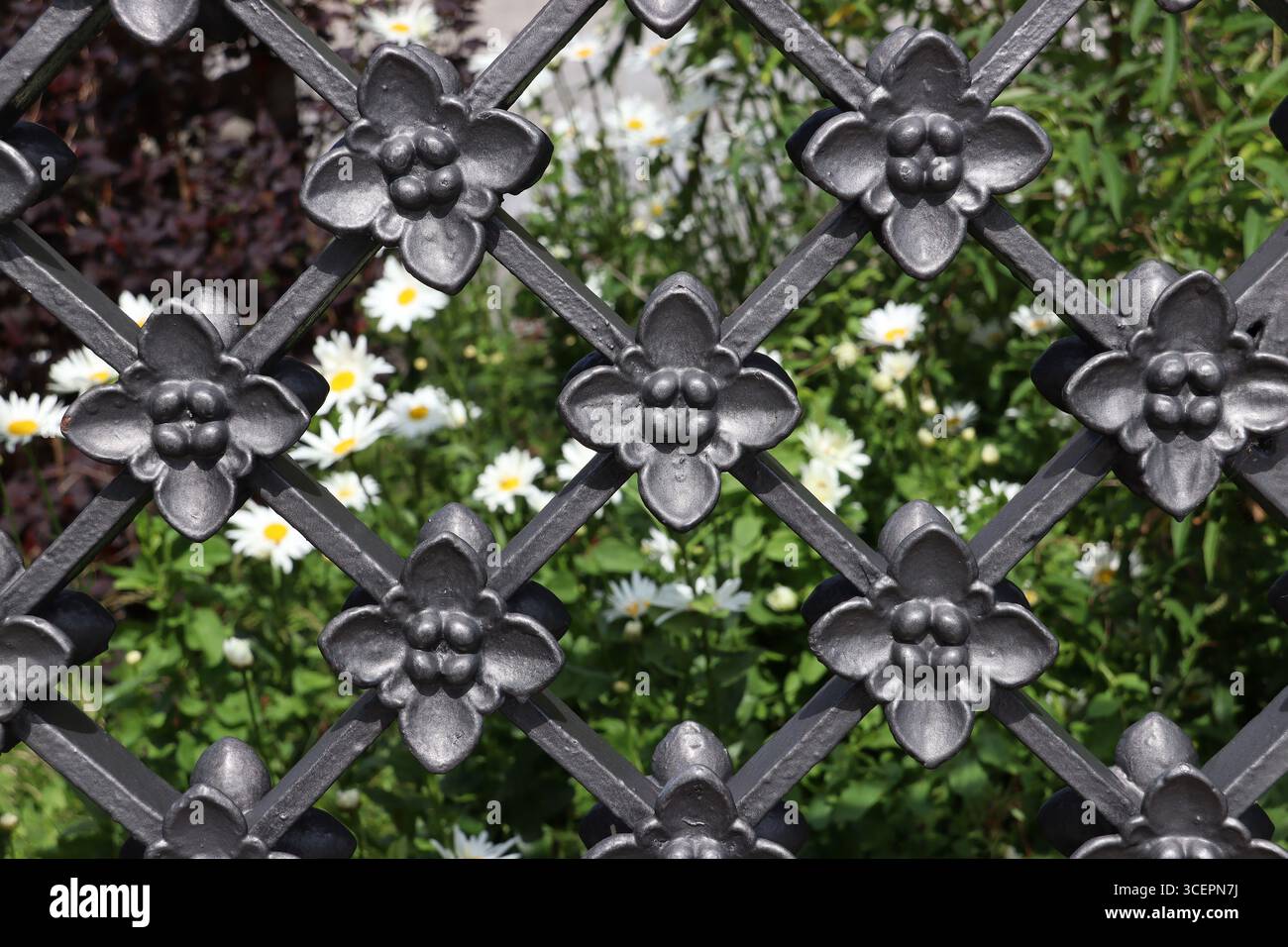Teil eines gusseisernen Zauns mit weißen Gänseblümchen dahinter (Kopenhagen, Dänemark) Stockfoto