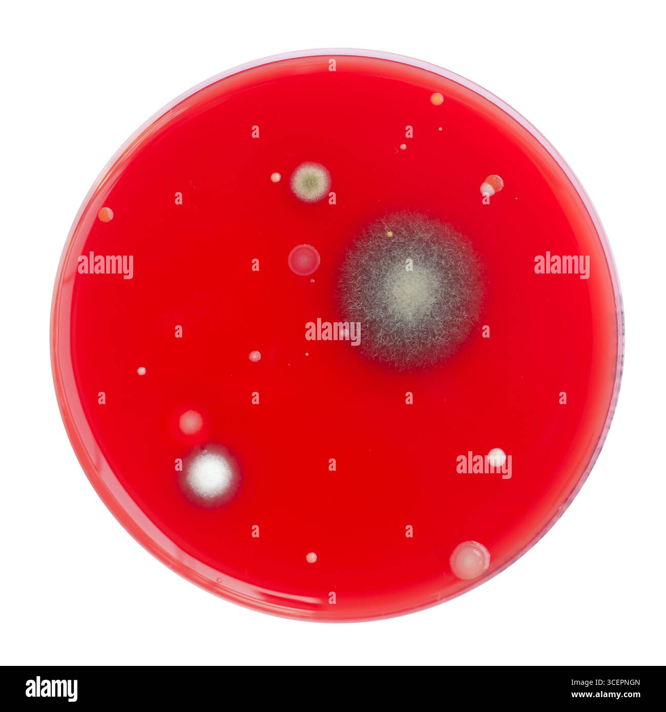 Bakterien- und Schimmelpilzkolonien, die aus der Raumluft auf Blut-Schafagar gewachsen sind, Foto, das die mikrobielle Vielfalt und Luftkontamination zeigt. Stockfoto