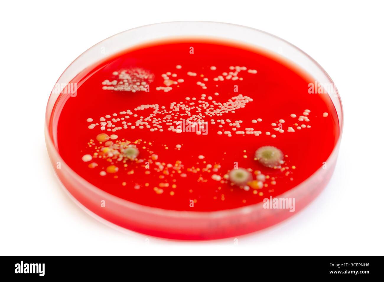 Bakterien- und Schimmelpilzkolonien, die aus der Raumluft auf Blut-Schafagar gewachsen sind, Foto, das die mikrobielle Vielfalt und Luftkontamination zeigt. Stockfoto