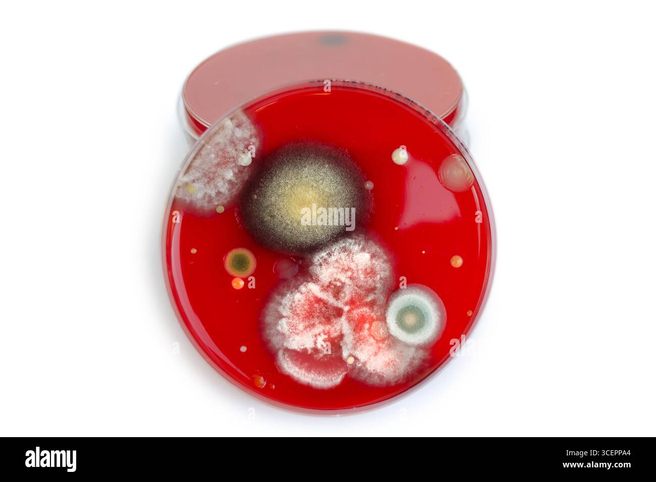 Bakterien- und Schimmelpilzkolonien, die aus der Raumluft auf Blut-Schafagar gewachsen sind, Foto, das die mikrobielle Vielfalt und Luftkontamination zeigt. Stockfoto