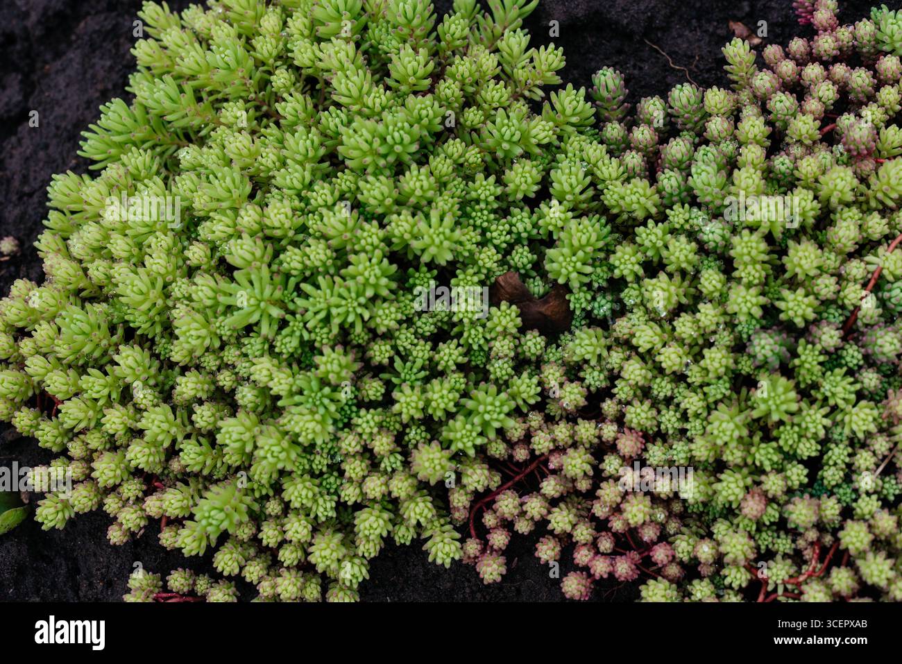 Sedum (Steinpfanne Spanisch) Nahaufnahme im Sommer. Immergrüne Goldmoossedum als Hintergrund. Stockfoto