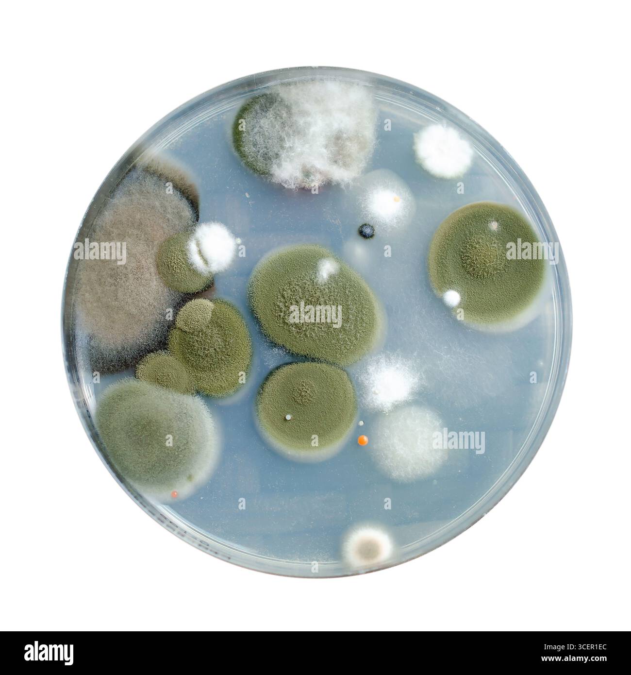 Schimmelpilzkolonien, die aus der Raumluft auf Kartoffeldextrose-Agar gezüchtet werden, Foto, das die mikrobielle Vielfalt und Luftkontamination zeigt. Stockfoto