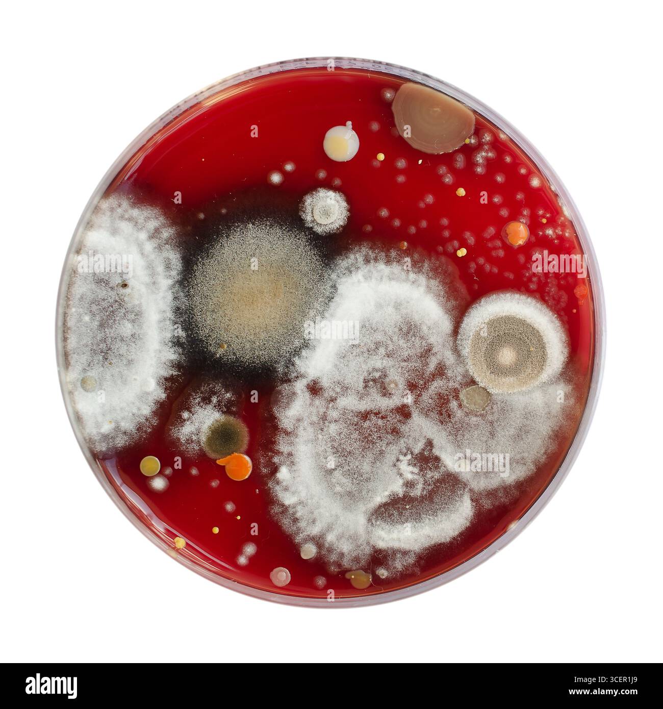 Schimmelpilzkolonien, die aus der Innenluft auf Blut-Schaf-Agar gewachsen sind, Foto, das mikrobielle Vielfalt und Luftverschmutzung zeigt. Stockfoto