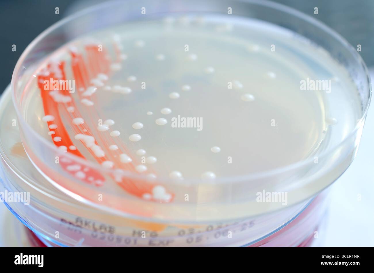 Isolierte Bakterienkolonien auf Kartoffeldextrose-Agar, Foto mit weißen glatten, runden Kolonien mit deckenden Zentren. Stockfoto