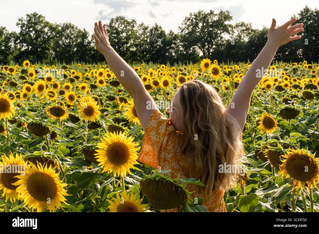 Fröhliche blonde Frau in orangefarbenem Kleid, die Arme in Feier zwischen blühendem Sonnenblumenfeld mit Bäumen Hintergrund hebt. Das Konzept von Glück, Freiheit Stockfoto