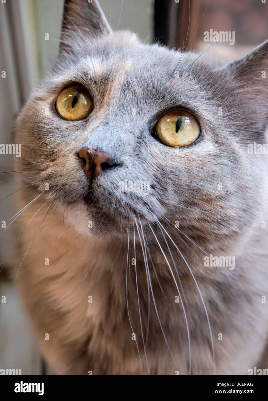 Ein Nahporträt einer Hauskatze mit auffälligen grünen Augen, scharfen Schnurrhaaren und neugierigem Ausdruck. Stockfoto
