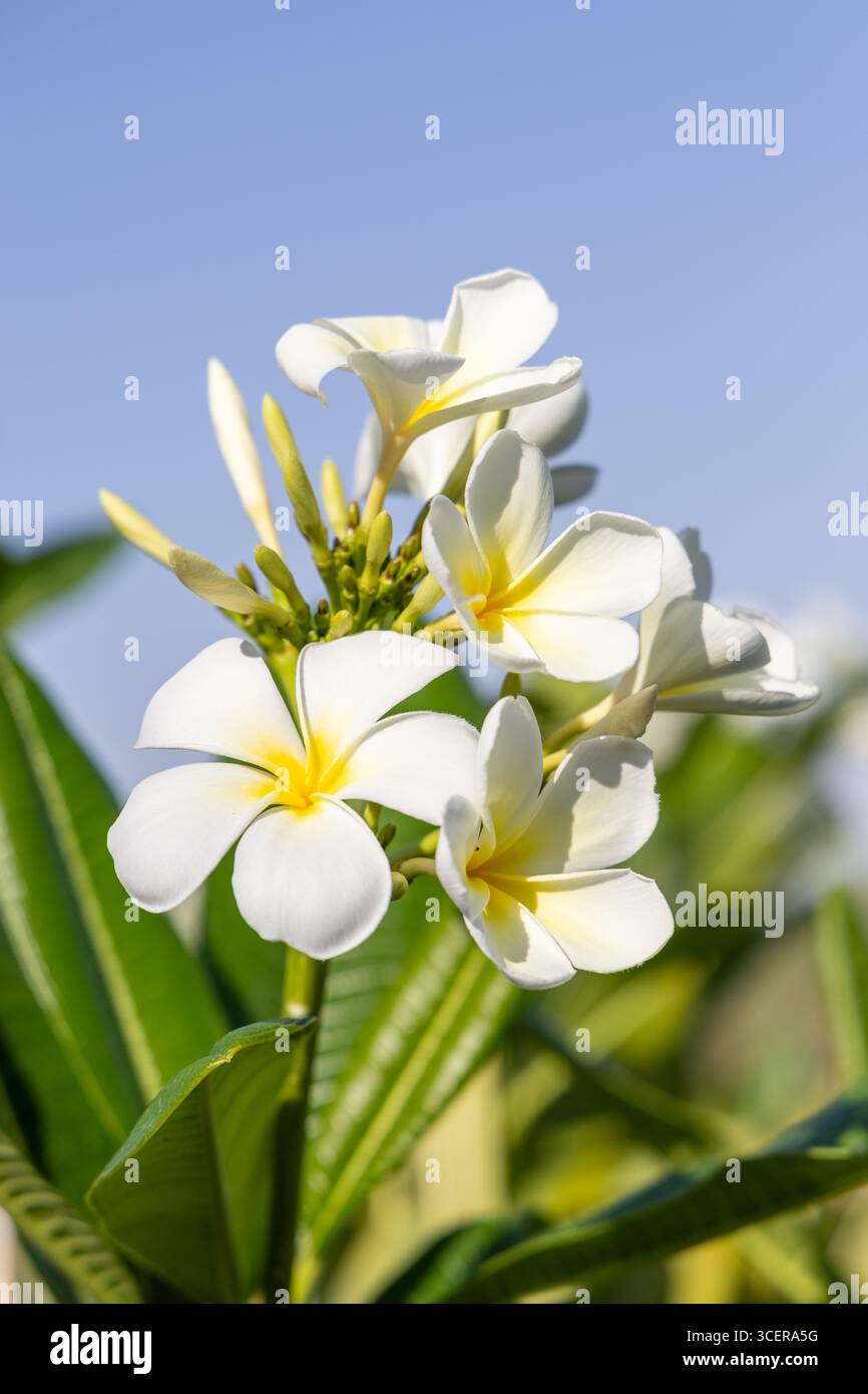 Nahaufnahme von weißen Plumeria-Blüten (Frangipani) mit gelben Zentren, die unter klarem blauen Himmel blühen und Reinheit, Schönheit und tropische Natur symbolisieren. Stockfoto