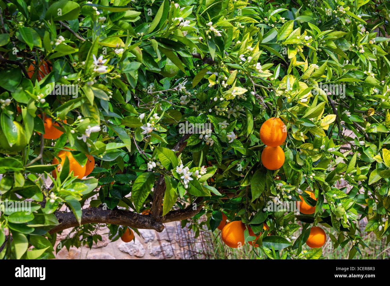 Orangen auf einem üppig grünen Baum mit Blumen in einem Garten Stockfoto