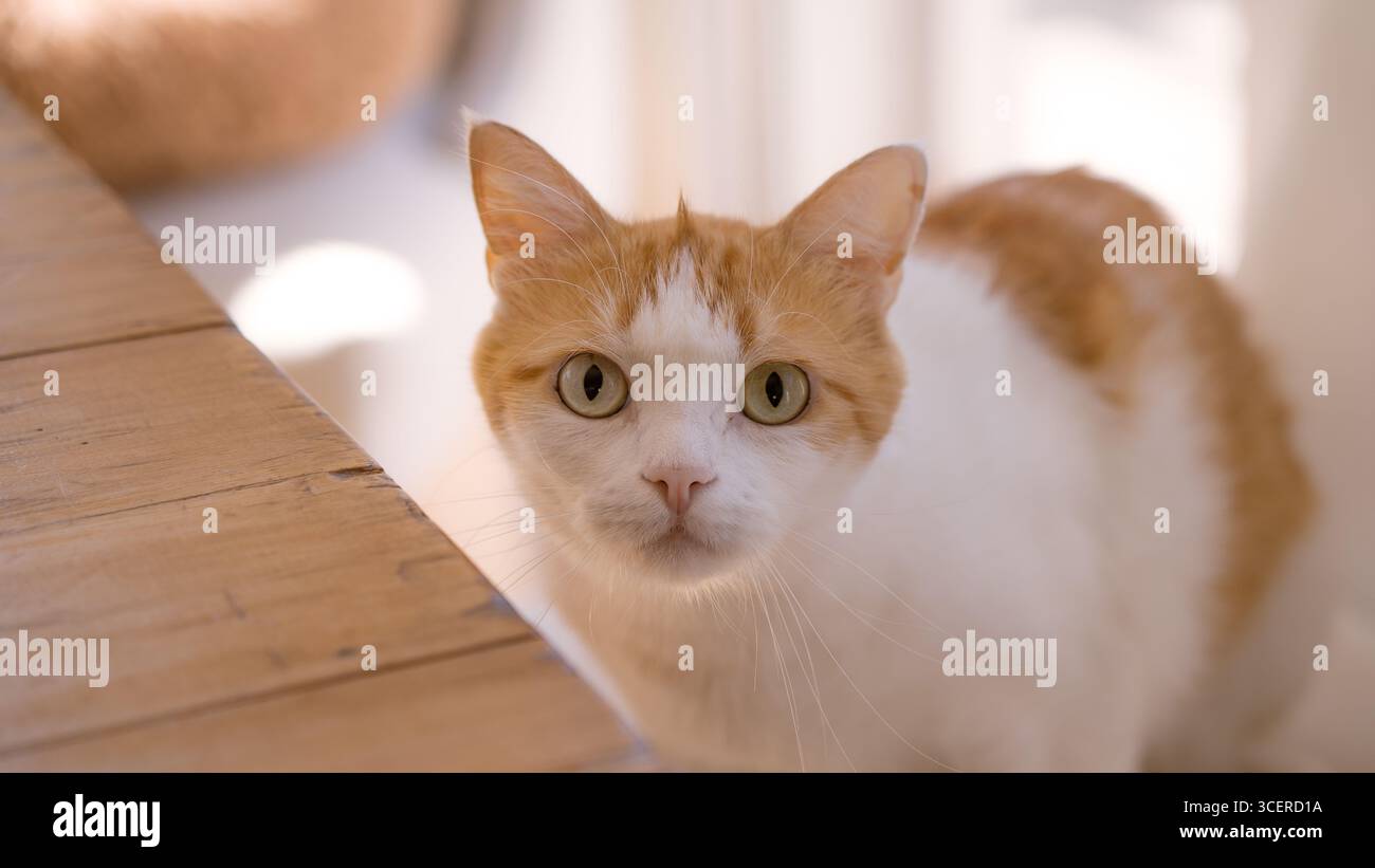Eine neugierige, weiße Hauskatze mit grünen Augen, die drinnen in weichem natürlichem Licht auf die Kamera starren Stockfoto