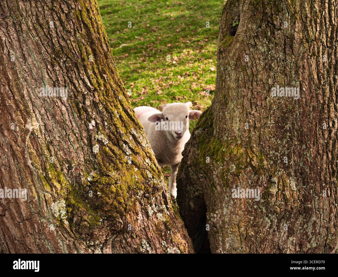 Junge einsame Schafe schauen durch Baumstämme Stockfoto